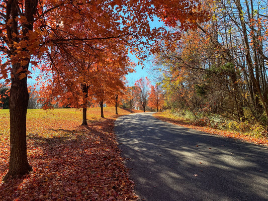 Fall inspiration
